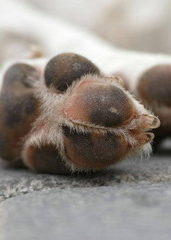 How to help dogs’ dry and cracked paws?