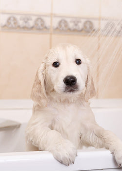 The best ways to keep your dog smelling fresh every day