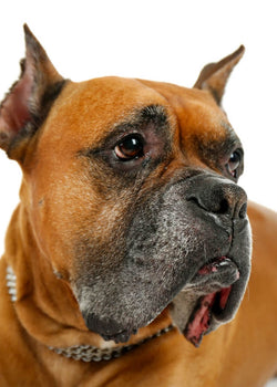 How to help your dog’s dry nose?