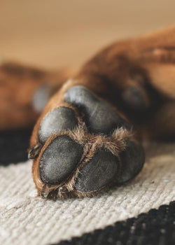 Common dog paw problems and how to prevent them?