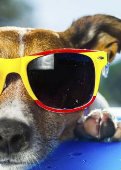 To so preprosti triki za ohladitev in osvežitev psa v vročih poletnih dneh