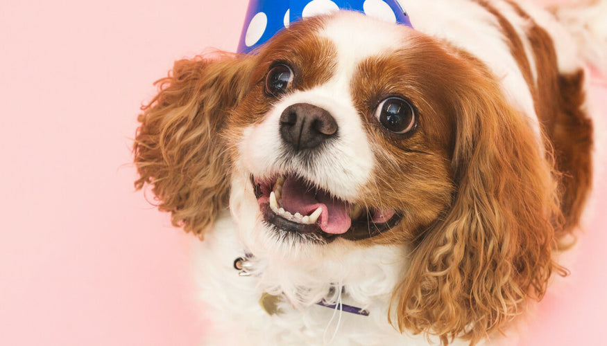 10 zabavnih načinov za praznovanje pasjega rojstnega dne